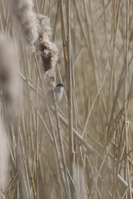 Penduline Tit / Buidelmees