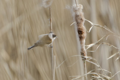 Penduline Tit / Buidelmees