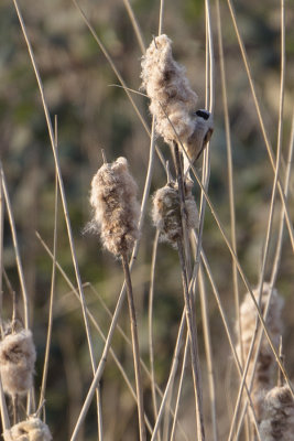 Penduline Tit / Buidelmees