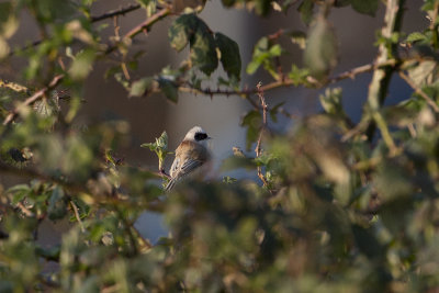 Penduline Tit / Buidelmees