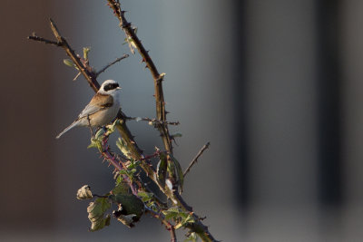 Penduline Tit / Buidelmees