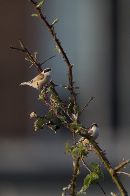 Penduline Tit / Buidelmees