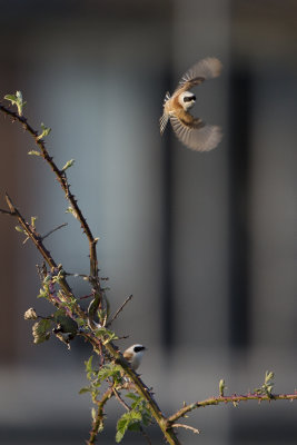 Penduline Tit / Buidelmees