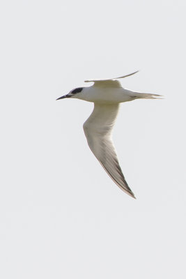 Forster's Tern / Forsters Stern