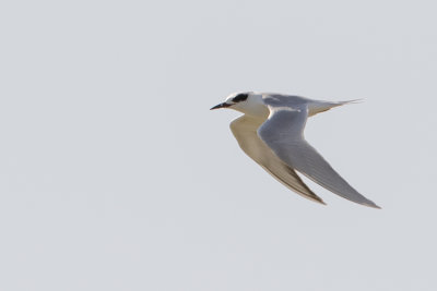 Forster's Tern / Forsters Stern