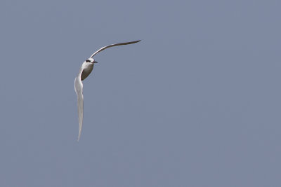 Forster's Tern / Forsters Stern