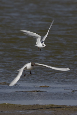 Forster's Tern / Forsters Stern