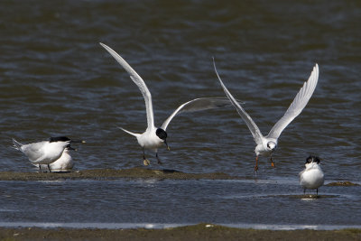 Forster's Tern / Forsters Stern