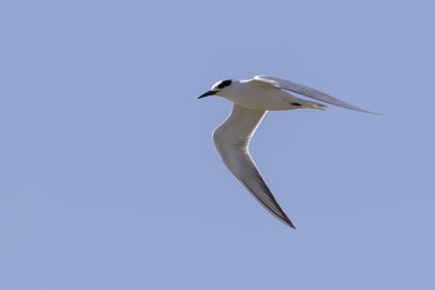 Forster's Tern / Forsters Stern
