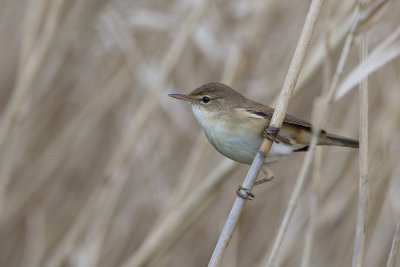 Eurasian Reed Warbler / Kleine Karekiet