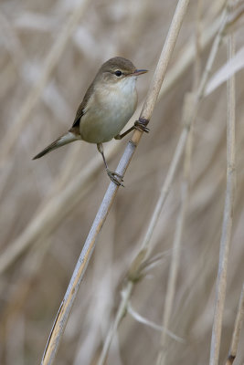 Eurasian Reed Warbler / Kleine Karekiet