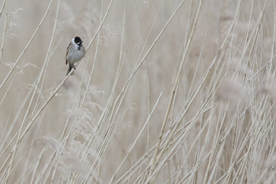 Common Reed Bunting / Rietgors