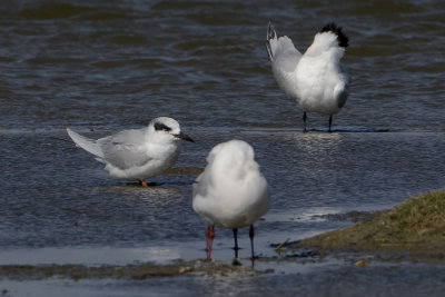 Forster's Tern / Forsters Stern