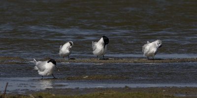Forster's Tern / Forsters Stern