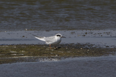 Forster's Tern / Forsters Stern