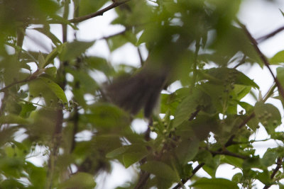 Western Subalpine Warbler / Westelijke Baardgrasmus