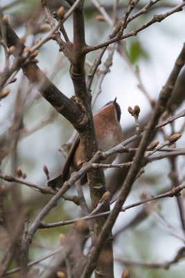 Western Subalpine Warbler / Westelijke Baardgrasmus