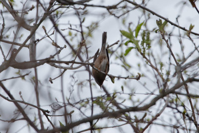 Western Subalpine Warbler / Westelijke Baardgrasmus