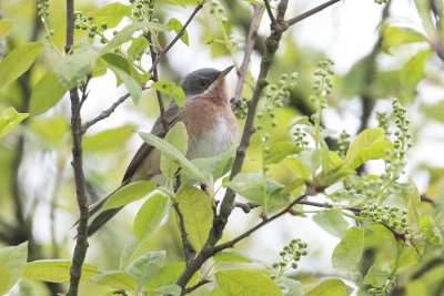 Western Subalpine Warbler / Westelijke Baardgrasmus