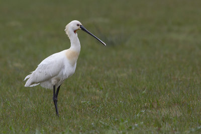 Eurasian Spoonbill / Lepelaar