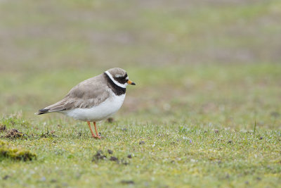 Common Ringed Plover / Bontbekplevier