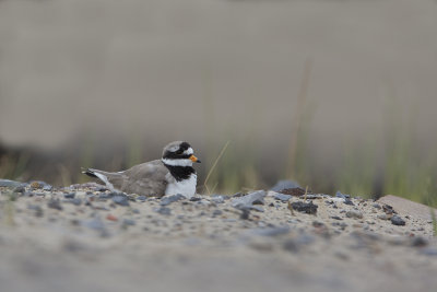 Common Ringed Plover / Bontbekplevier