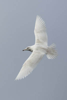 Glaucous Gull / Grote Burgemeester