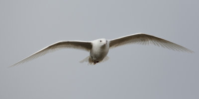 Glaucous Gull / Grote Burgemeester