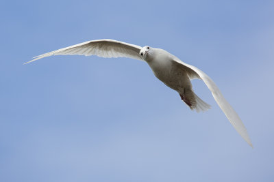 Glaucous Gull / Grote Burgemeester