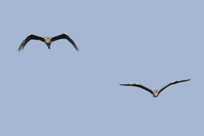 Grey Heron / Blauwe Reiger