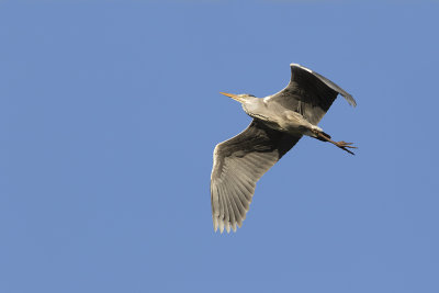 Grey Heron / Blauwe Reiger