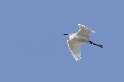 Little Egret / Kleine Zilverreiger
