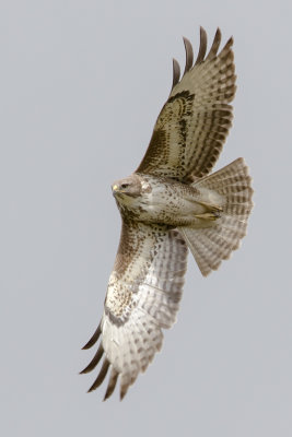 Common Buzzard / Buizerd