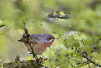 Western Subalpine Warbler / Westelijke Baardgrasmus