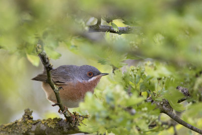 Western Subalpine Warbler / Westelijke Baardgrasmus