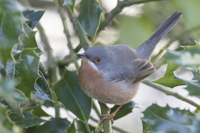 Western Subalpine Warbler / Westelijke Baardgrasmus