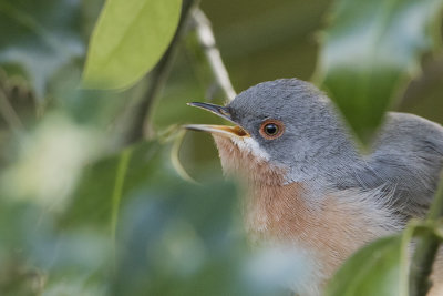 Western Subalpine Warbler / Westelijke Baardgrasmus