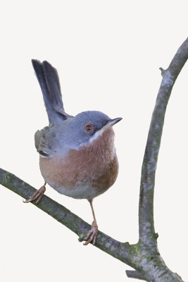 Western Subalpine Warbler / Westelijke Baardgrasmus