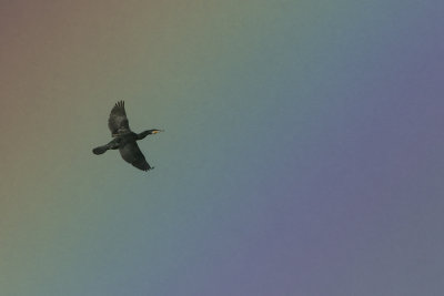 Great Cormorant / Aalscholver