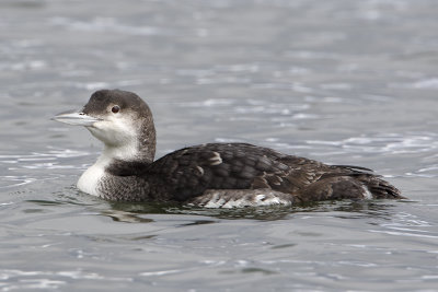 Great Northern Loon / IJsduiker