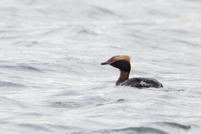 Horned Grebe / Kuifduiker