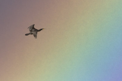Birds in the rainbow / Vogels in de regenboog