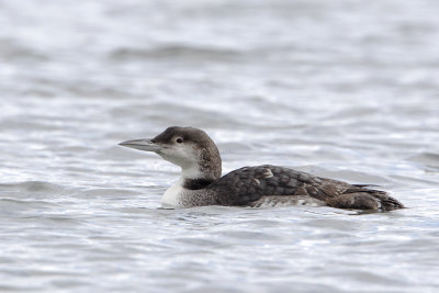 Great Northern Loon / IJsduiker
