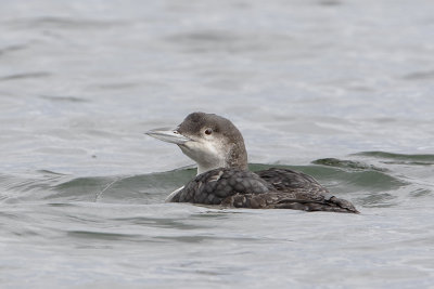 Great Northern Loon / IJsduiker