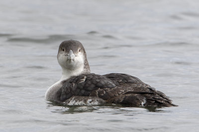 Great Northern Loon / IJsduiker