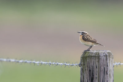 Whinchat / Paapje