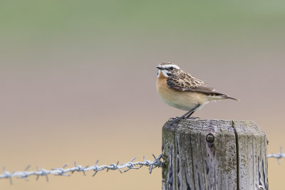 Whinchat / Paapje
