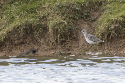 Marsh Sandpiper / Poelruiter