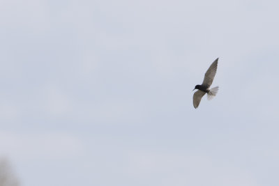 Black Tern / Zwarte Stern