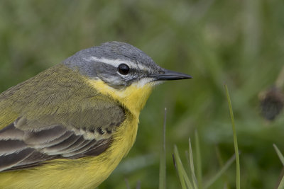 Yellow Wagtail / Gele Kwikstaart